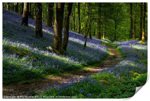 Pathway through the Bluebells Print by Phil Buckle