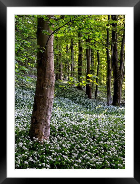 Wild Garlic Wood Framed Mounted Print by Phil Buckle
