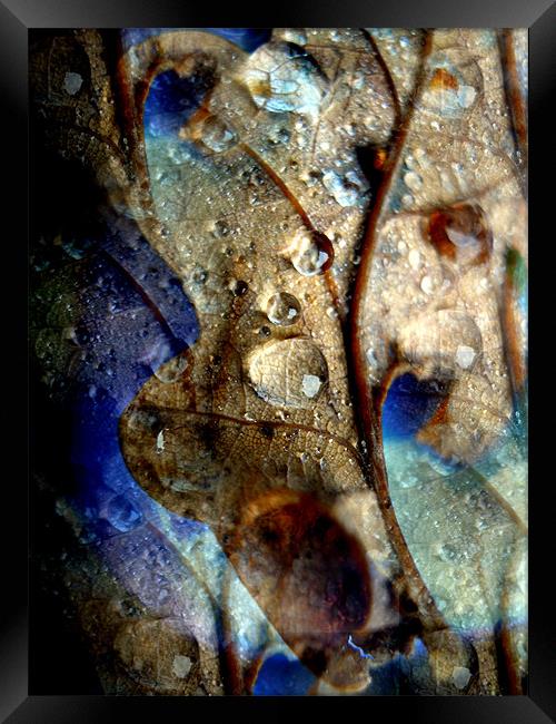 raindrops on oak leaf Framed Print by Heather Newton