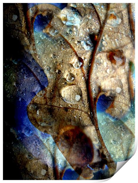 raindrops on oak leaf Print by Heather Newton