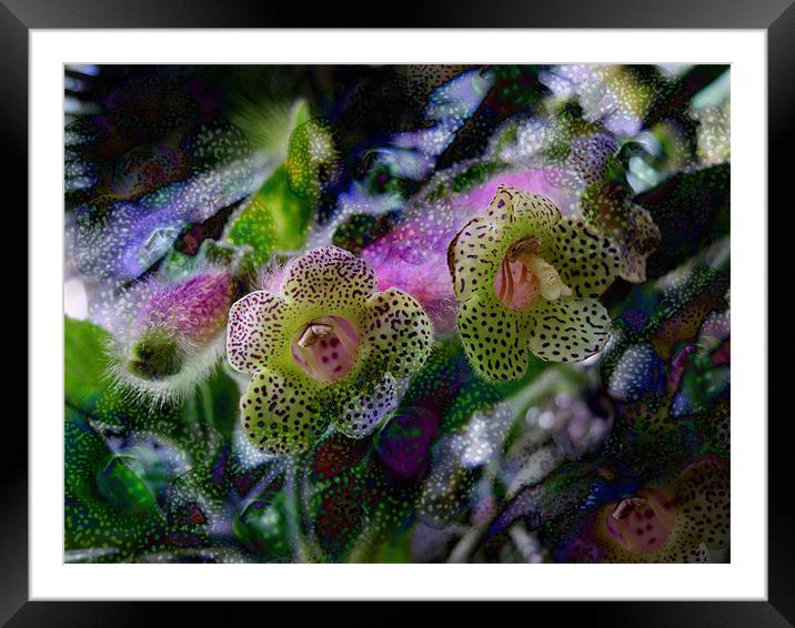 hothouse flowers Framed Mounted Print by Heather Newton
