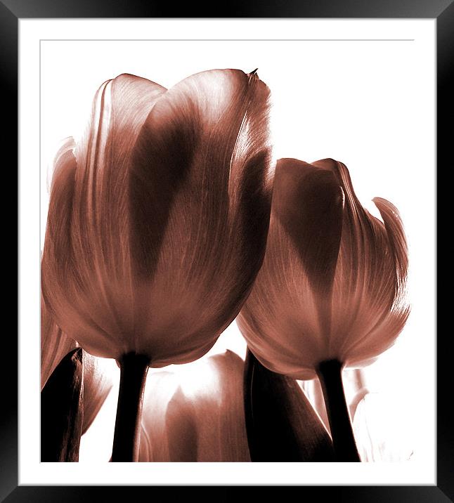 pink tulips Framed Mounted Print by Heather Newton
