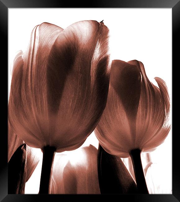 pink tulips Framed Print by Heather Newton
