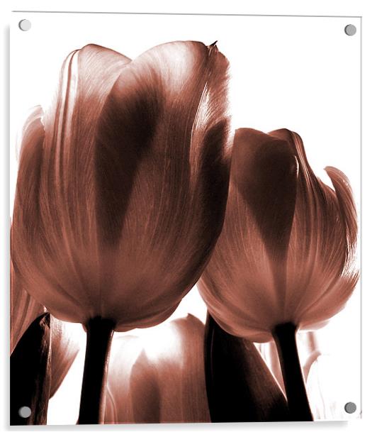 pink tulips Acrylic by Heather Newton