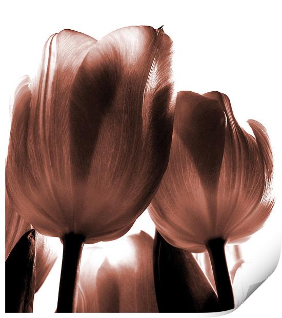 pink tulips Print by Heather Newton