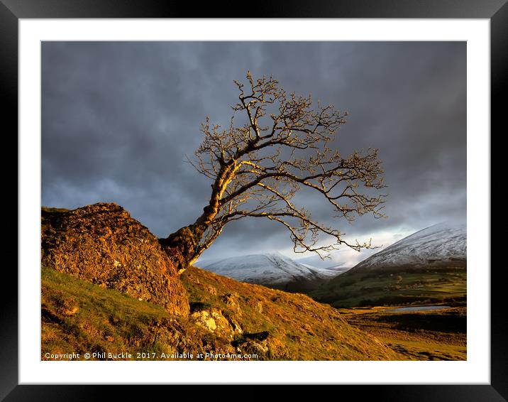 Low Rigg Lone Tree Golden Hour Framed Mounted Print by Phil Buckle