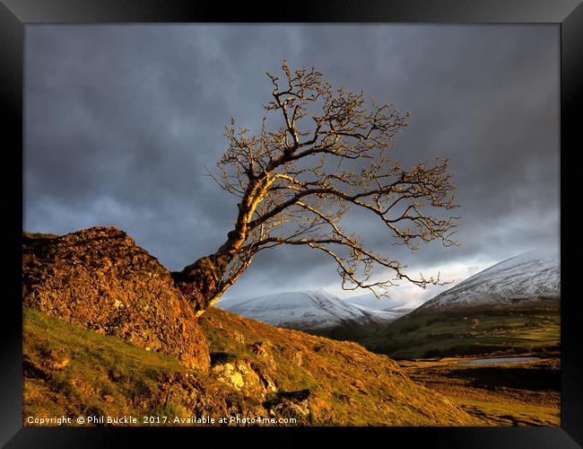 Low Rigg Lone Tree Golden Hour Framed Print by Phil Buckle