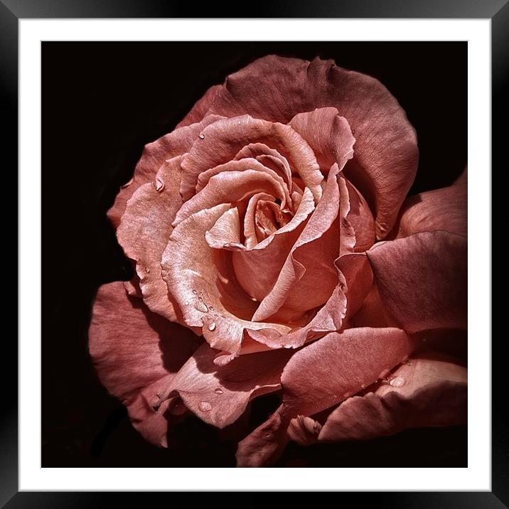 PERFECT ROSE Framed Mounted Print by len milner