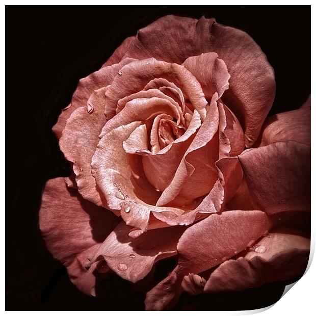 PERFECT ROSE Print by len milner