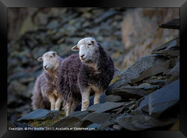 Herdwick Sheep At Honister Pass Framed Print by Phil Buckle