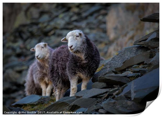 Herdwick Sheep At Honister Pass Print by Phil Buckle