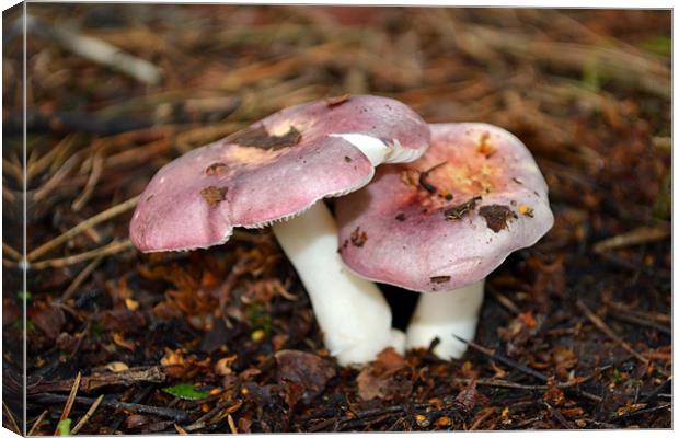 Pink Persicina Fungi Canvas Print by Donna Collett