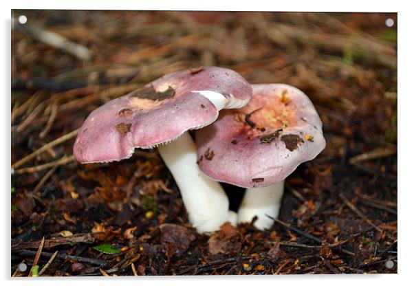 Pink Persicina Fungi Acrylic by Donna Collett