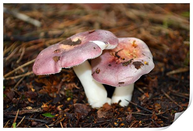 Pink Persicina Fungi Print by Donna Collett