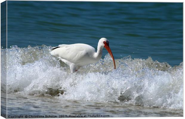 Florida White Ibis In The Surf Canvas Print by Christiane Schulze