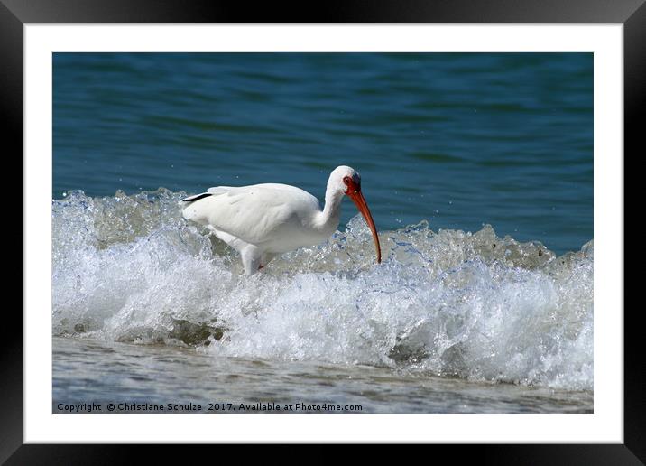 Florida White Ibis In The Surf Framed Mounted Print by Christiane Schulze