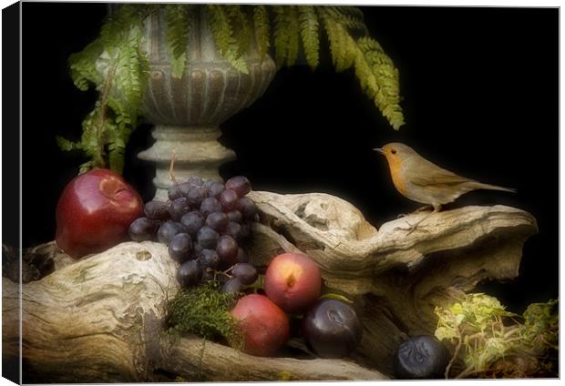 ROBIN AND FRUIT Canvas Print by Anthony R Dudley (LRPS)