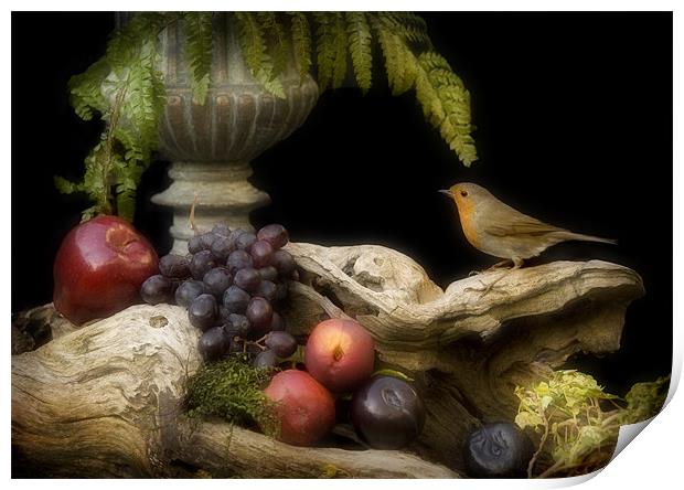 ROBIN AND FRUIT Print by Anthony R Dudley (LRPS)