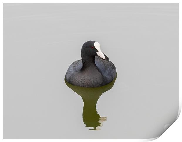 Coot Print by Victor Burnside