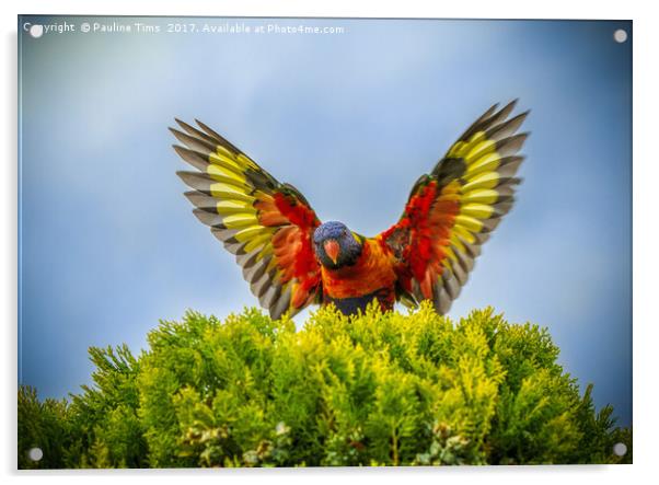 Rainbow Lorikeet in Flight Acrylic by Pauline Tims