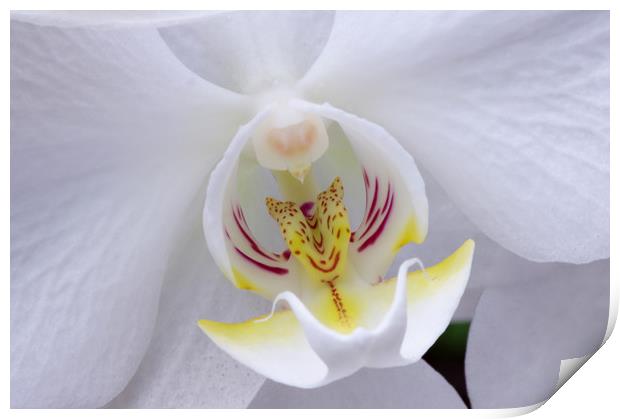 White orchid centre Print by Linda Cooke