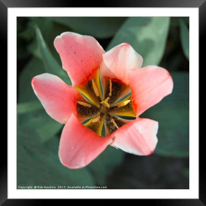 Open Tulip  Framed Mounted Print by Rob Hawkins