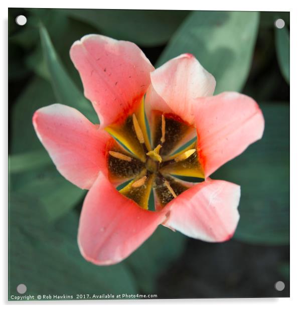 Open Tulip  Acrylic by Rob Hawkins