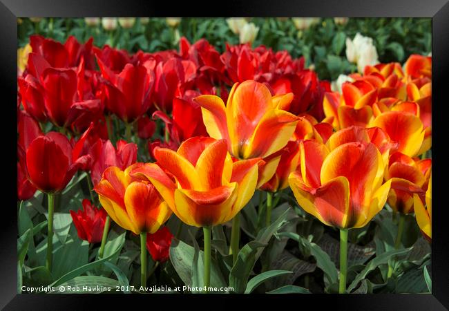 Tulip Vibrance  Framed Print by Rob Hawkins