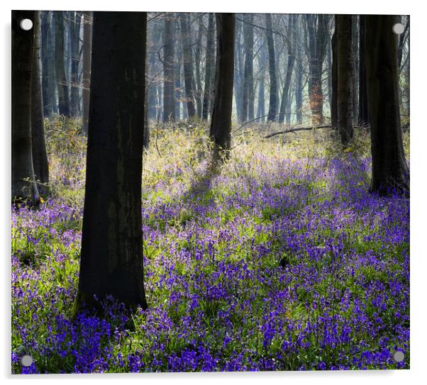 Bluebell Wood Acrylic by Tony Bates