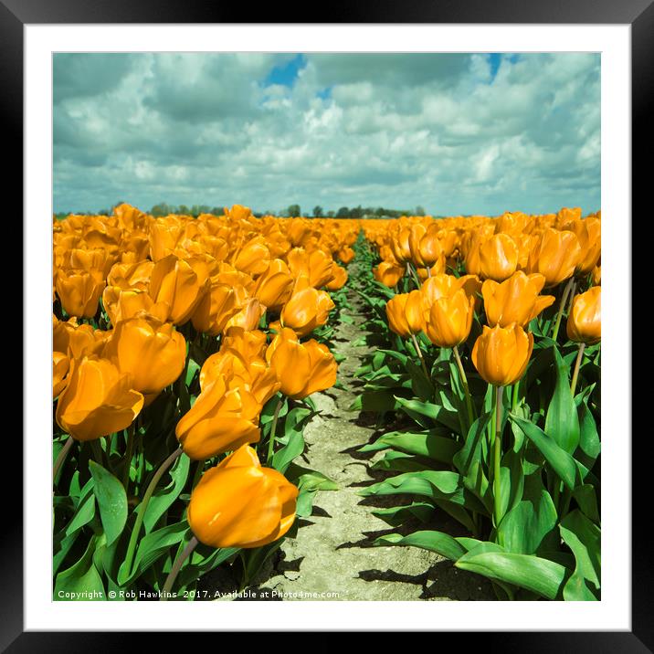 Yellow Tulips  Framed Mounted Print by Rob Hawkins