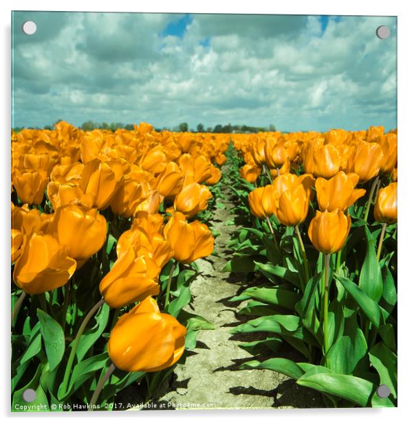 Yellow Tulips  Acrylic by Rob Hawkins