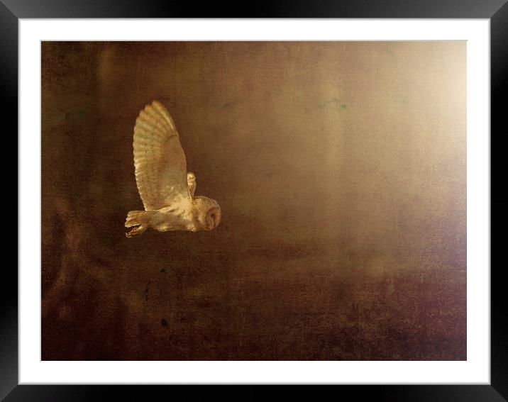 Barn Owl. Framed Mounted Print by Don Davis