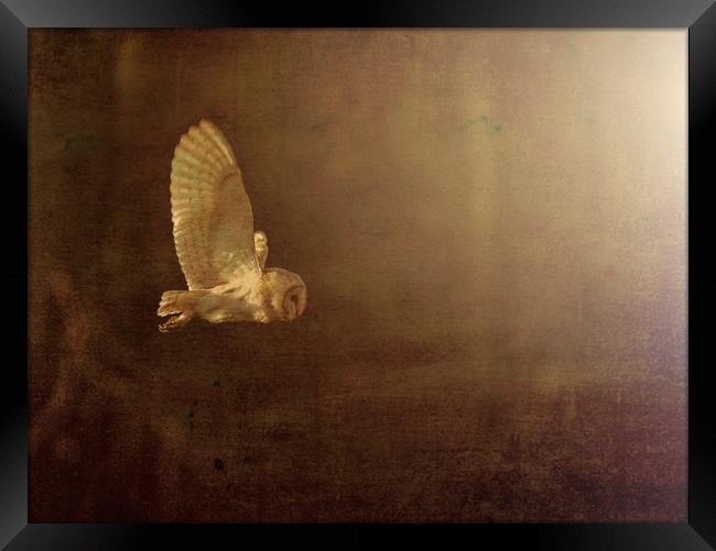 Barn Owl. Framed Print by Don Davis