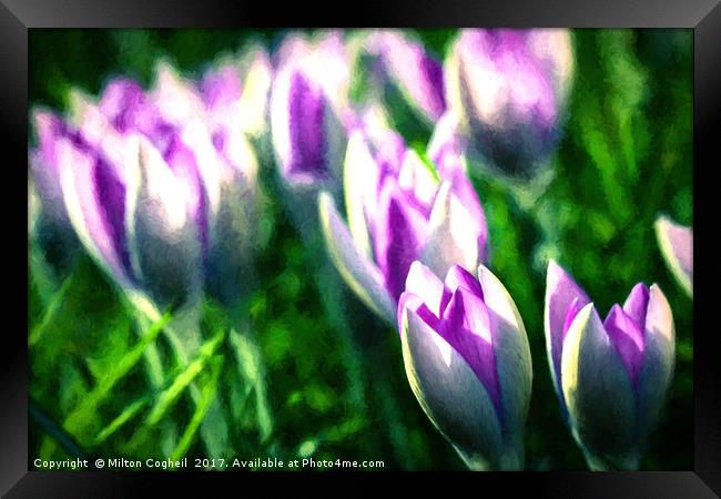 Spring Crocus Flower - Landscape Framed Print by Milton Cogheil