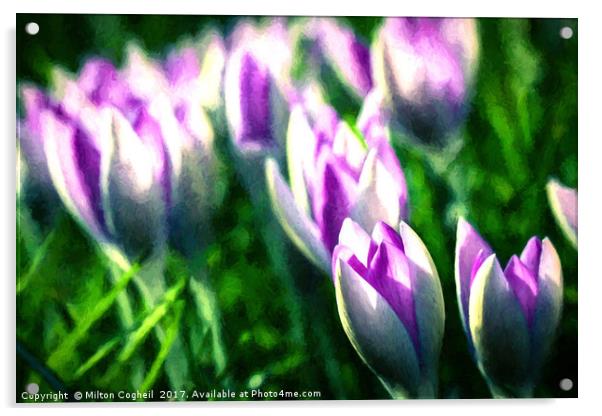 Spring Crocus Flower - Landscape Acrylic by Milton Cogheil