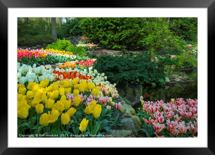 Technicolor Tulips  Framed Mounted Print by Rob Hawkins