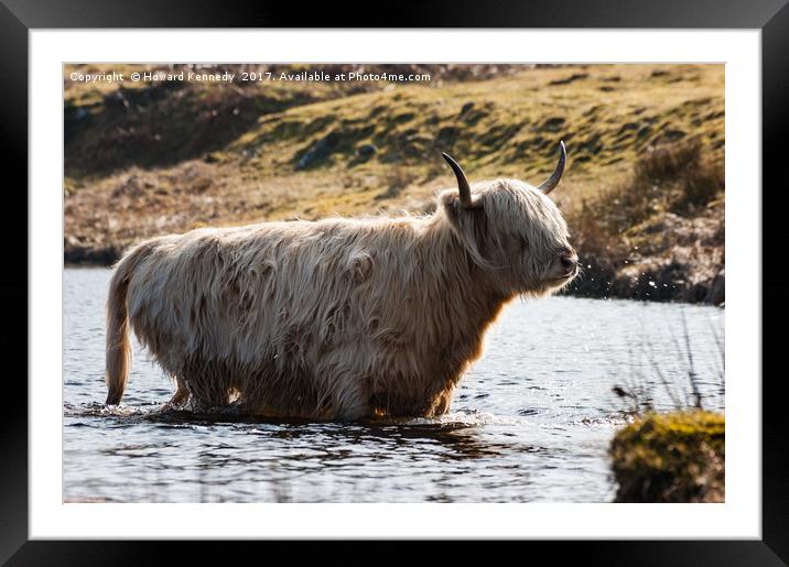 Backlit Leucistic Highland Cow Framed Mounted Print by Howard Kennedy