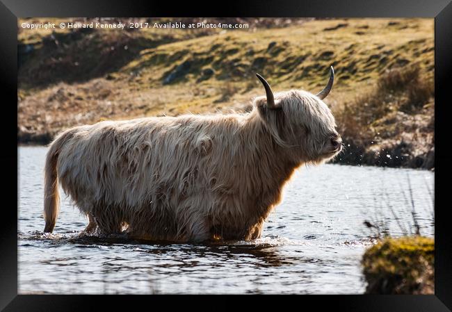 Backlit Leucistic Highland Cow Framed Print by Howard Kennedy