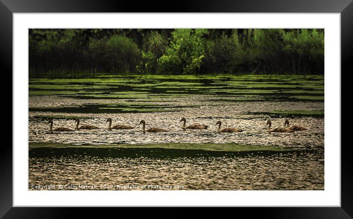 Line Astern Framed Mounted Print by Colin Metcalf