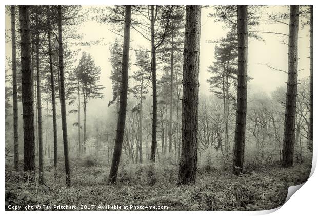 Misty Woods Print by Ray Pritchard