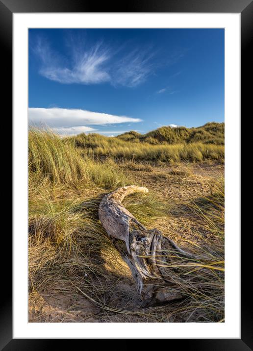 A fallen tree resting on the sand dunes Framed Mounted Print by Andrew George