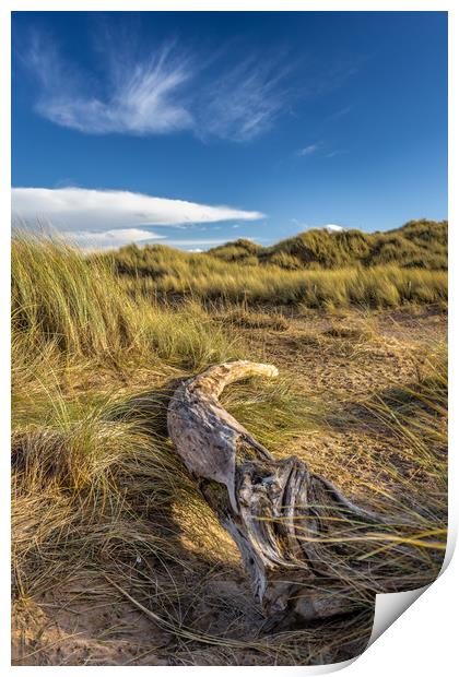 A fallen tree resting on the sand dunes Print by Andrew George