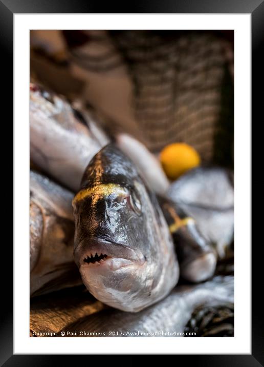 Sea Bream Framed Mounted Print by Paul Chambers