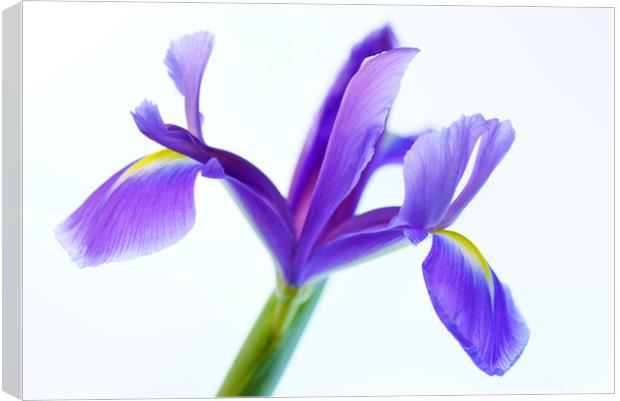 Iris softness Canvas Print by Pam Perry