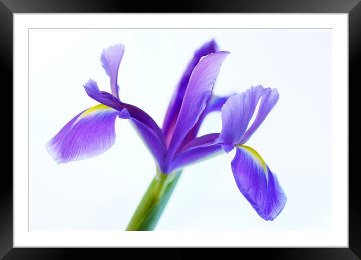 Iris softness Framed Mounted Print by Pam Perry