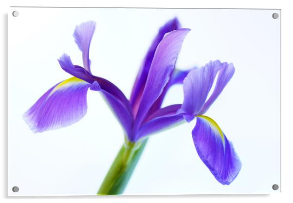 Iris softness Acrylic by Pam Perry
