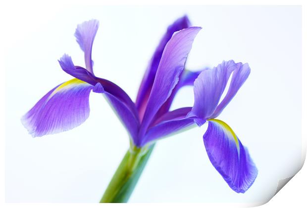 Iris softness Print by Pam Perry