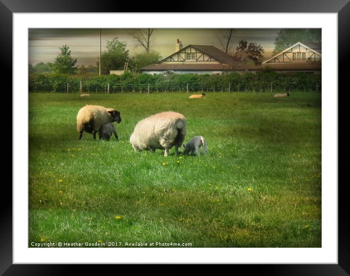 Mum's Training me to be a Lawn Mower. Framed Mounted Print by Heather Goodwin