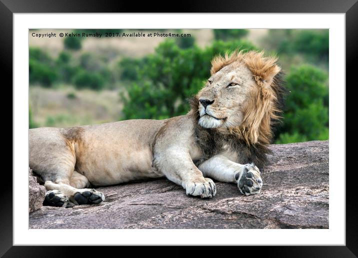 Wild African lion Framed Mounted Print by Kelvin Rumsby