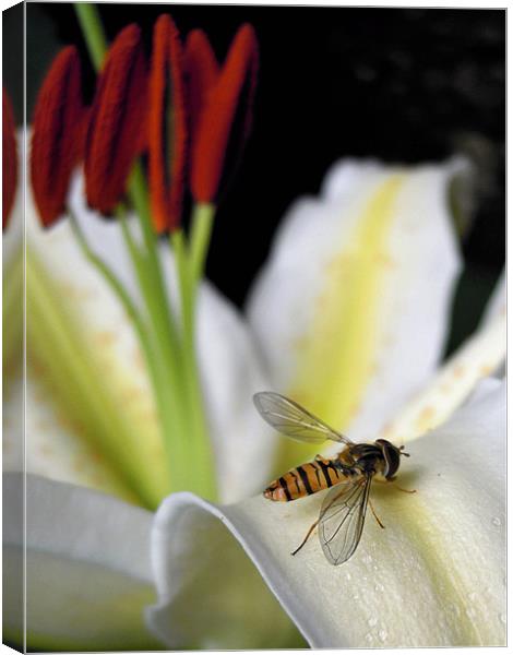hover fly and lilies Canvas Print by Heather Newton